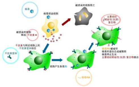 肝病治疗