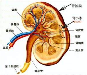 肾衰竭有哪些危险症状？引发慢性肾衰竭的病因