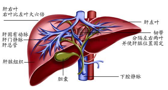 肝癌