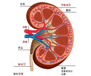 红斑狼疮性肾炎症状