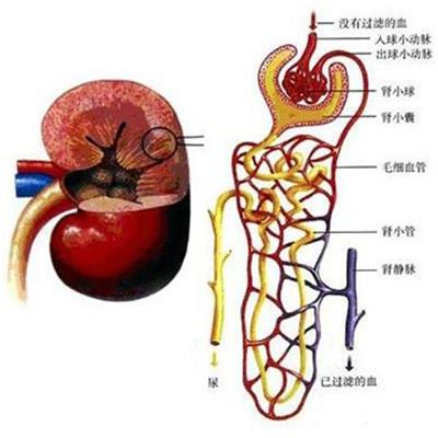 早期如何预防慢性肾衰竭