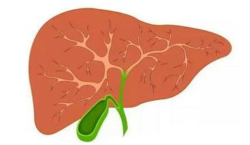 肝脏对健康的重要性——关爱我们的肝脏